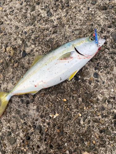 イナダの釣果