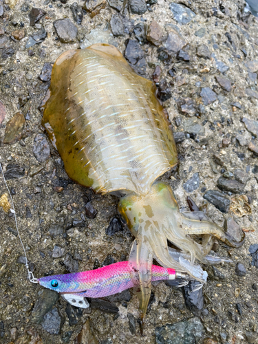 アオリイカの釣果