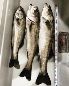 ハネ（マルスズキ）の釣果