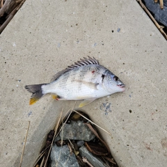 キビレの釣果