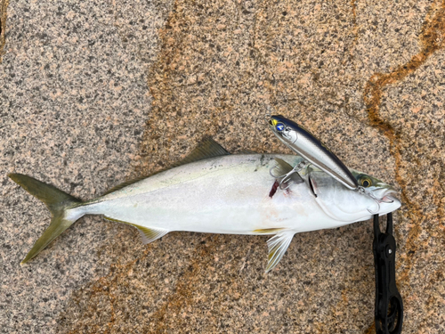 メジロの釣果