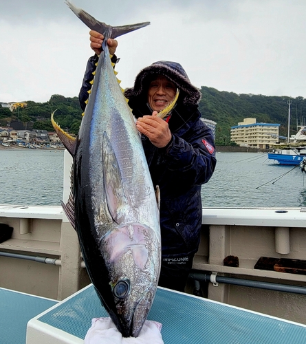 キハダマグロの釣果