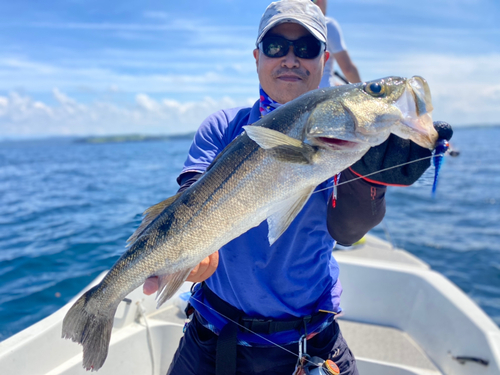 スズキの釣果