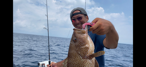 オオモンハタの釣果