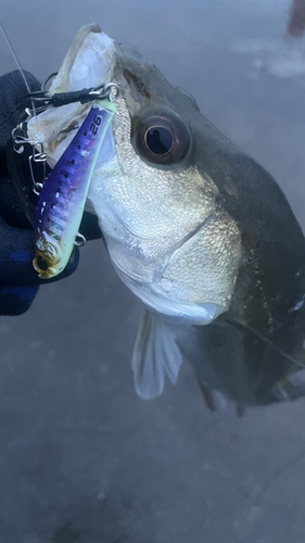 スズキの釣果