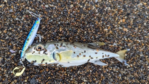 シロサバフグの釣果