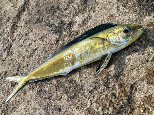 シイラの釣果