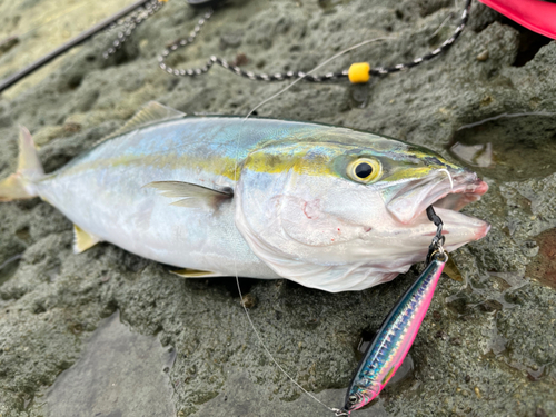 イナダの釣果