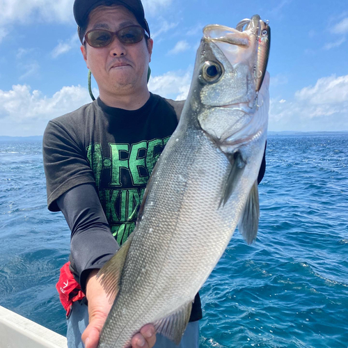 ヒラスズキの釣果