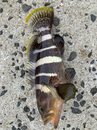 カワハギの釣果