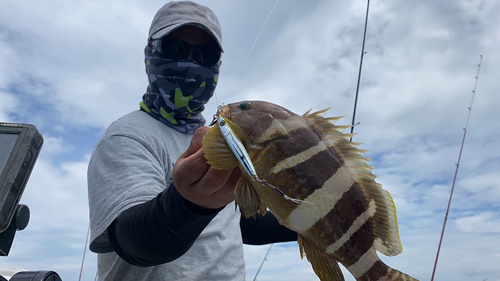 アオハタの釣果