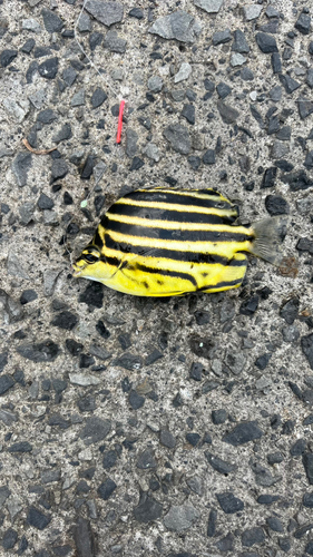 カゴカキダイの釣果