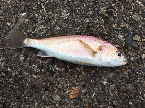 イシモチの釣果