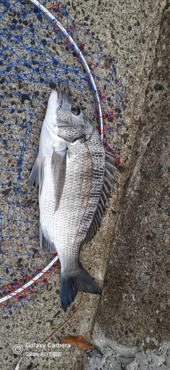 チヌの釣果