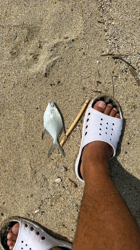 コバンアジの釣果