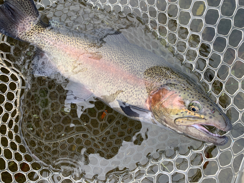 ニジマスの釣果