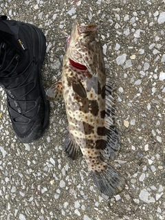 オオモンハタの釣果