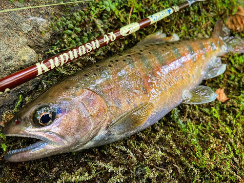 アイナメの釣果