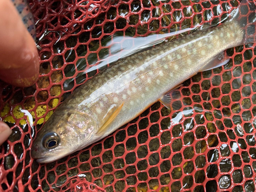 イワナの釣果