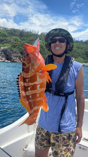 アカハタの釣果