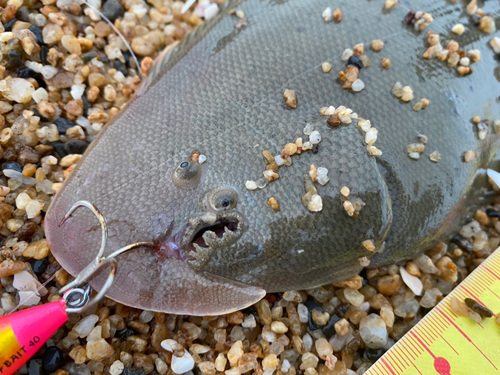 シタビラメの釣果