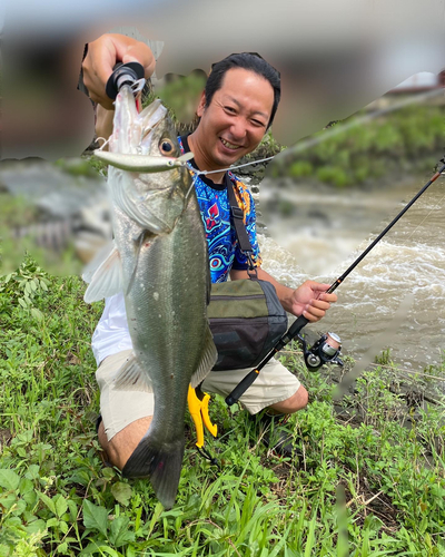 スズキの釣果