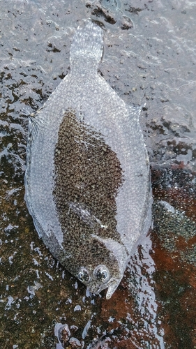 シロギスの釣果