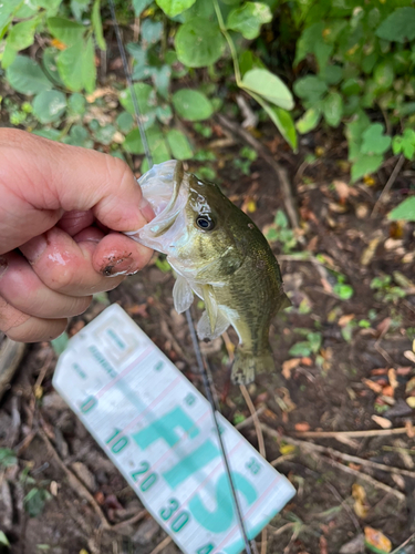 ラージマウスバスの釣果