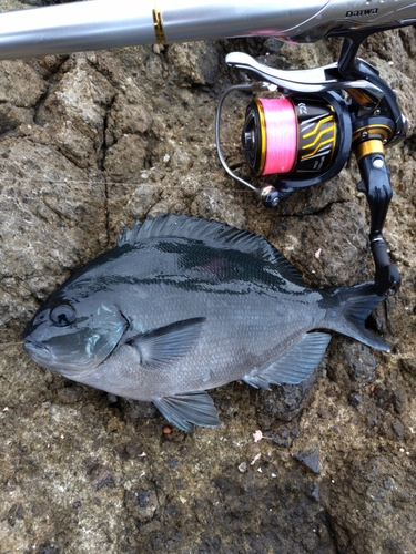 メジナの釣果