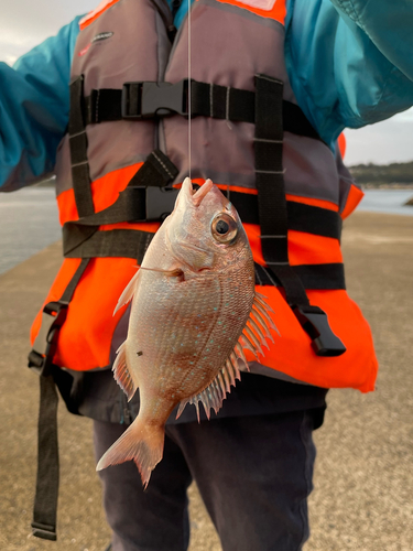 チャリコの釣果