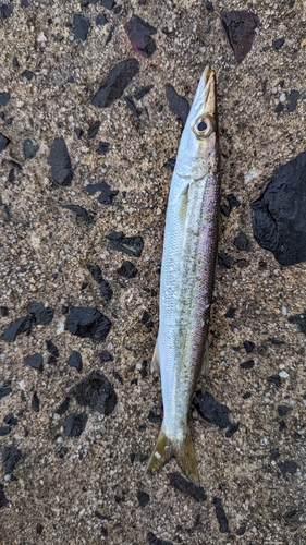 カマスの釣果