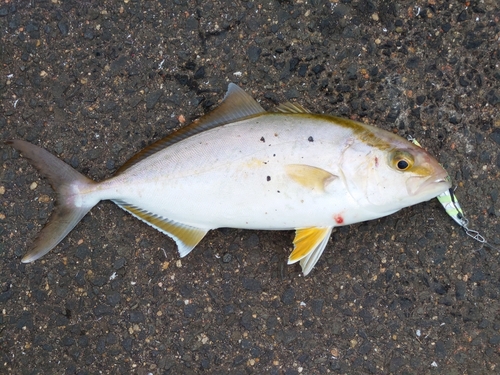 ネリゴの釣果