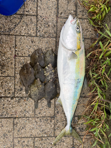 ハマチの釣果