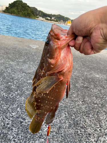 アコウの釣果