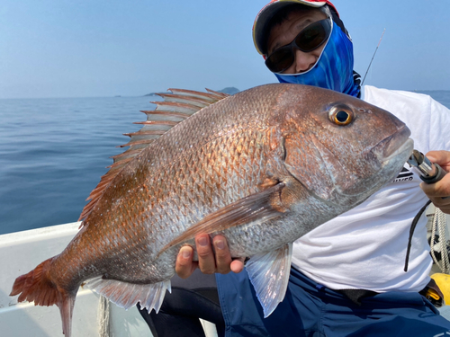 マダイの釣果