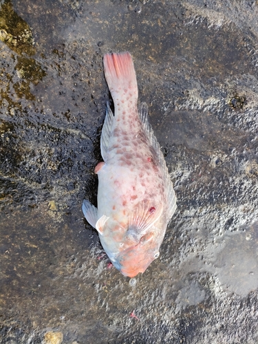 ブダイの釣果