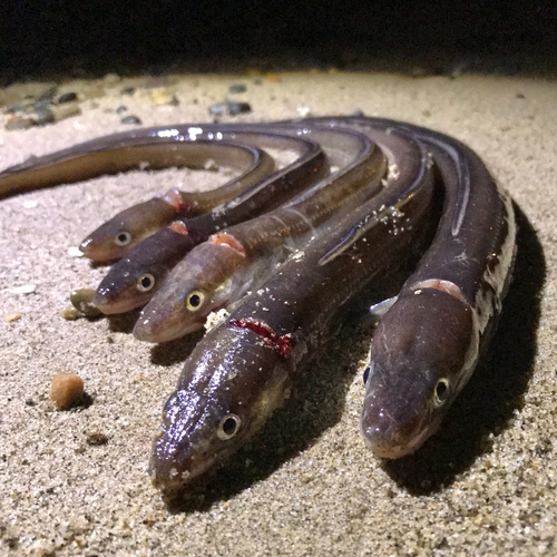 マアナゴの釣果