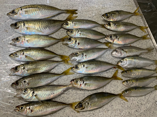 アジの釣果