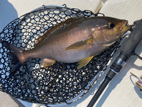 イサキの釣果