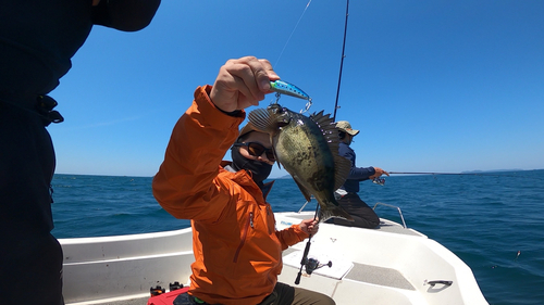 クロメバルの釣果