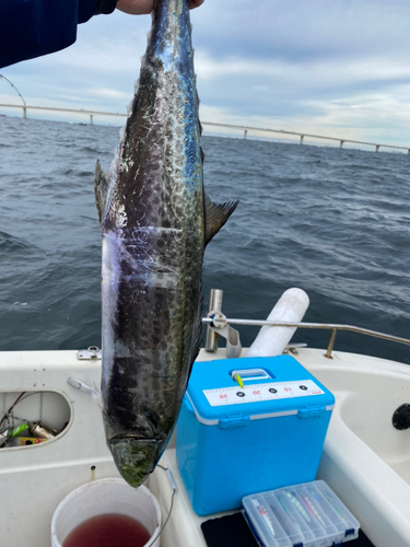 サワラの釣果