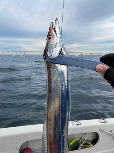 タチウオの釣果