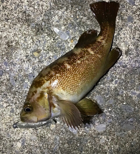 ガヤの釣果