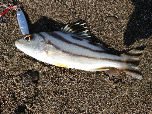 コトヒキの釣果