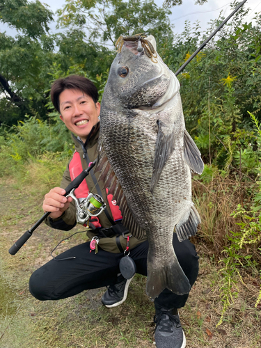 チヌの釣果