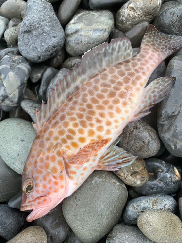 オオモンハタの釣果