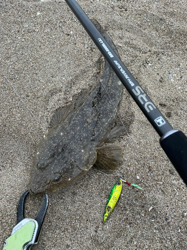 マゴチの釣果