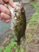 ブラックバスの釣果