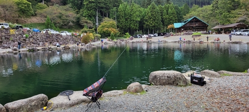 ヤマメの釣果