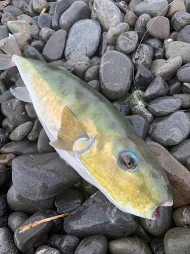 シロサバフグの釣果